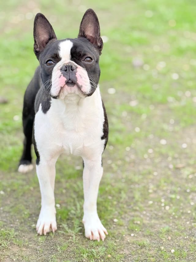 Boston Terrier Puppies media 5