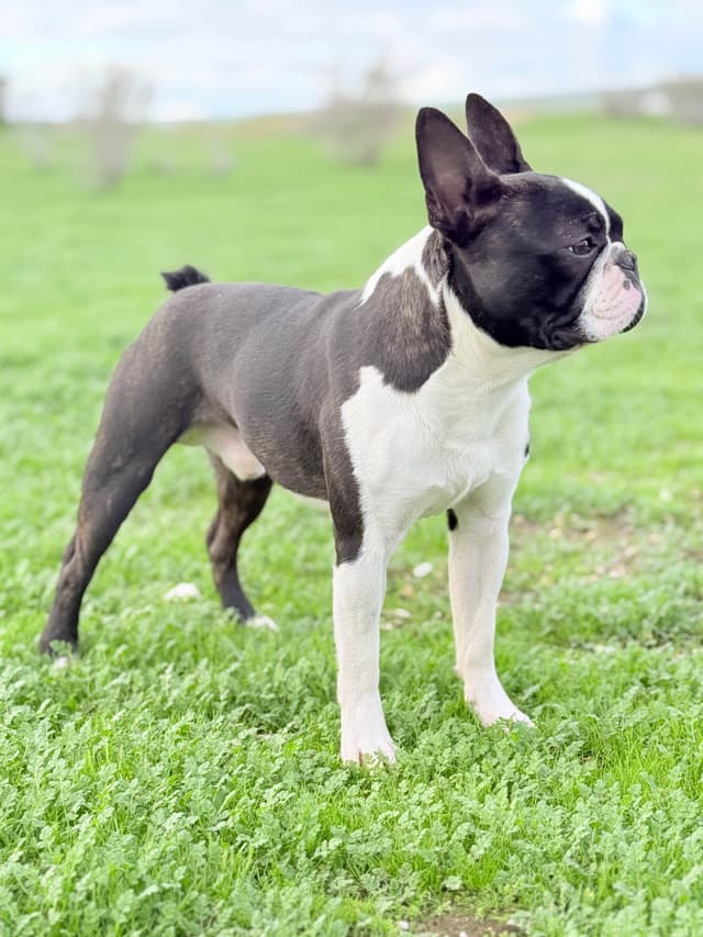Boston Terrier Puppies media 6