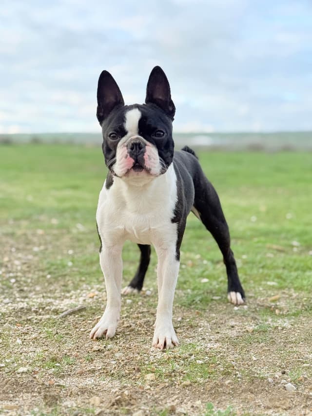Boston Terrier Puppies media 7