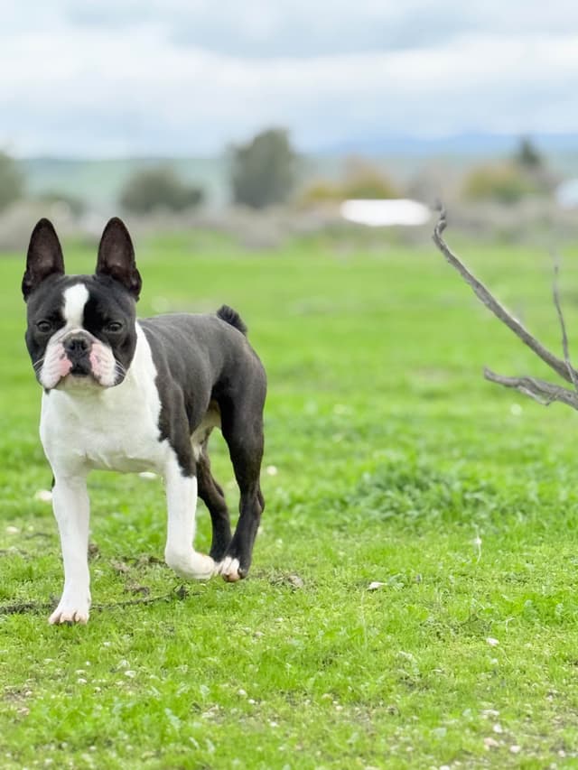 Boston Terrier Puppies media 2
