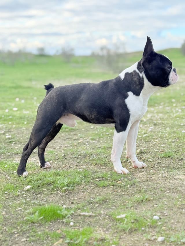 Boston Terrier Puppies media 3