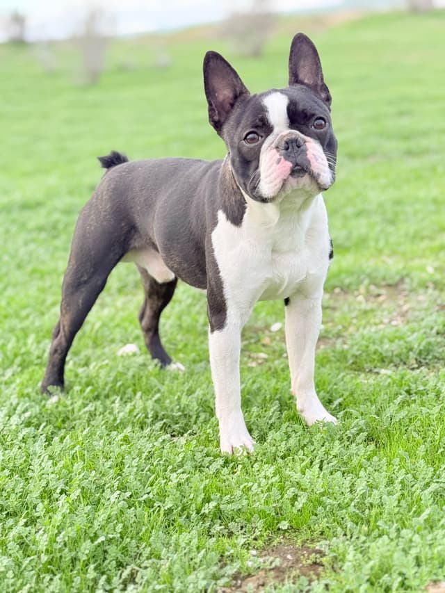 Boston Terrier Puppies media 4