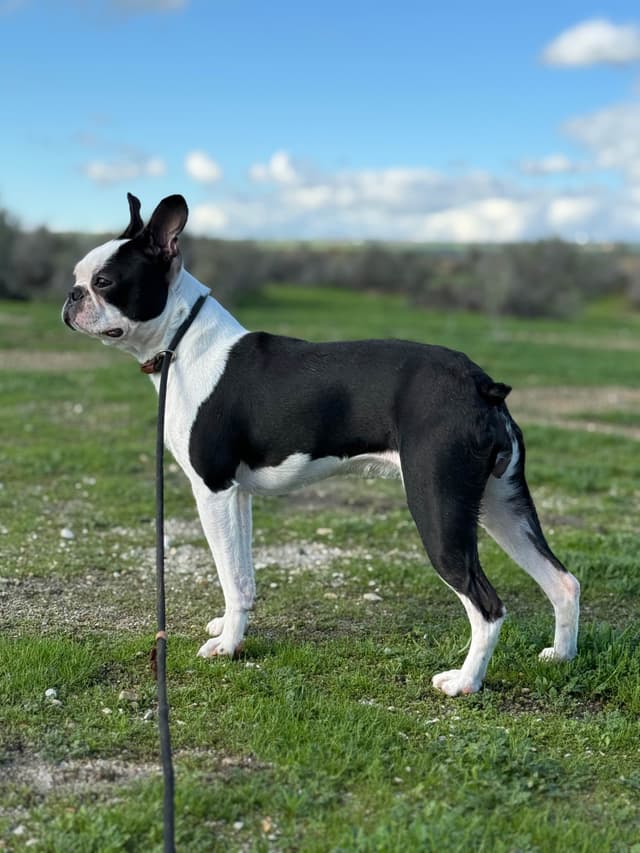 Boston Terrier Puppies media 12