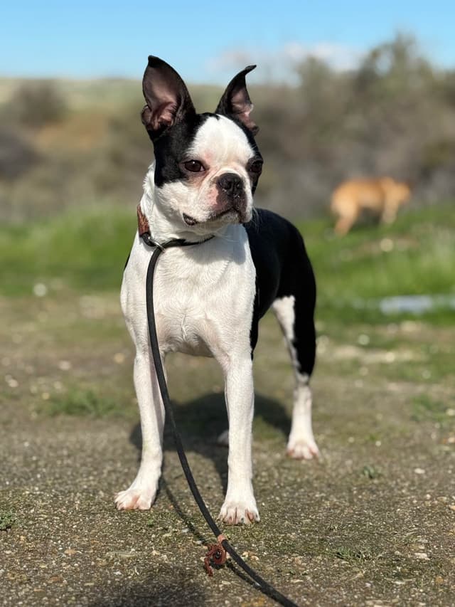 Boston Terrier Puppies media 13