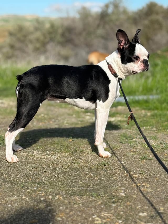 Boston Terrier Puppies media 14