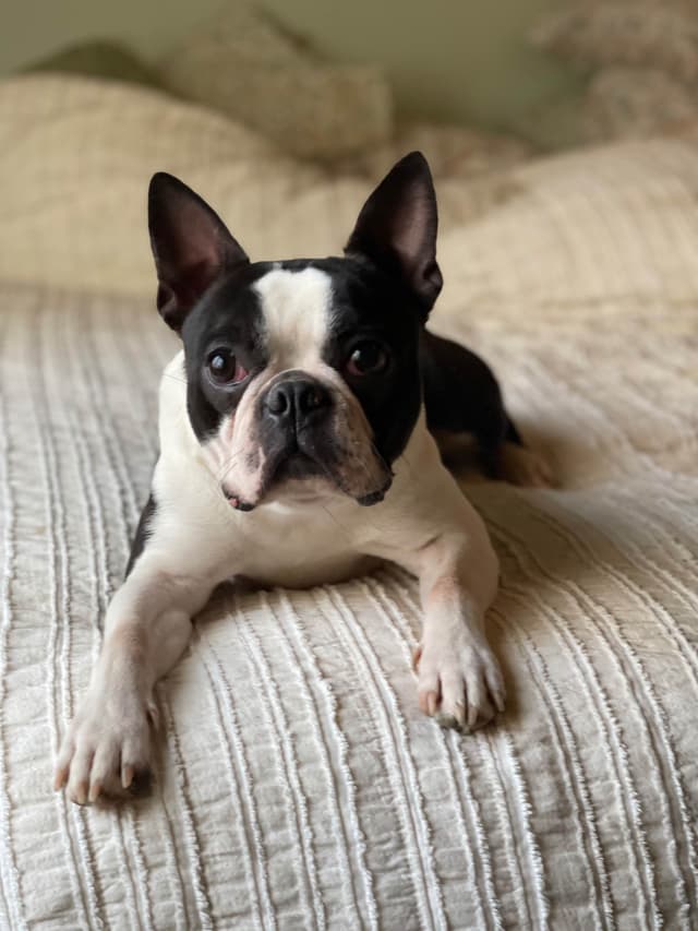 Boston Terrier Puppies media 17