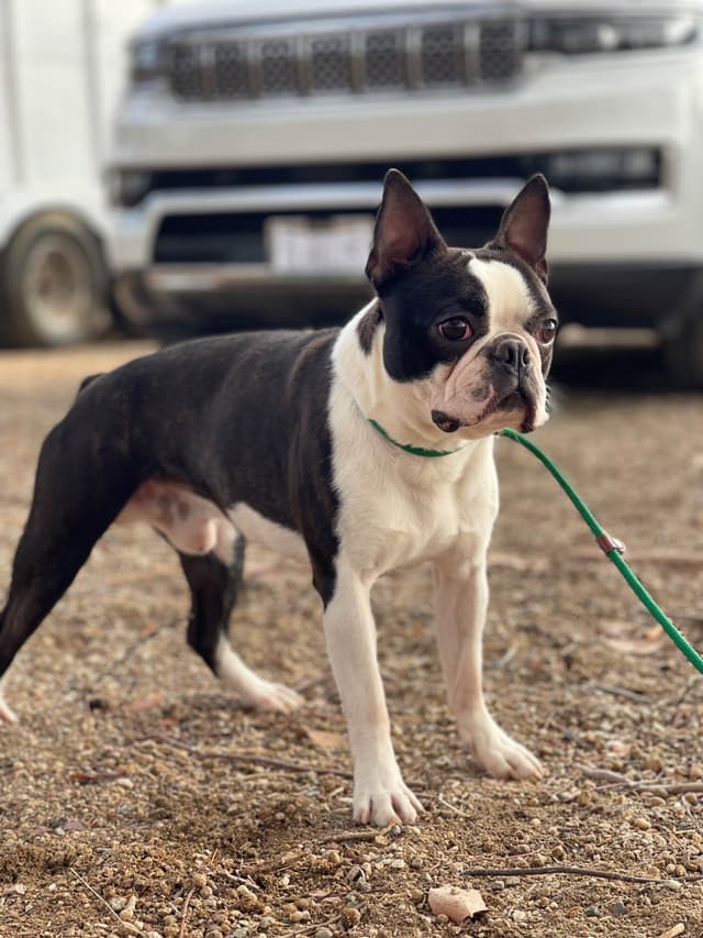Boston Terrier Puppies media 15