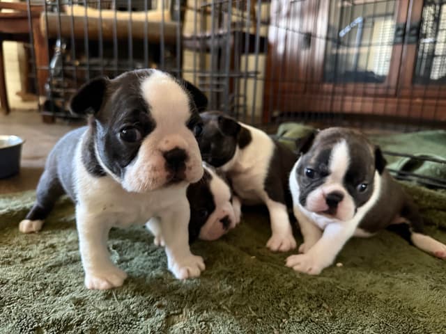 Boston Terrier Puppies media 8