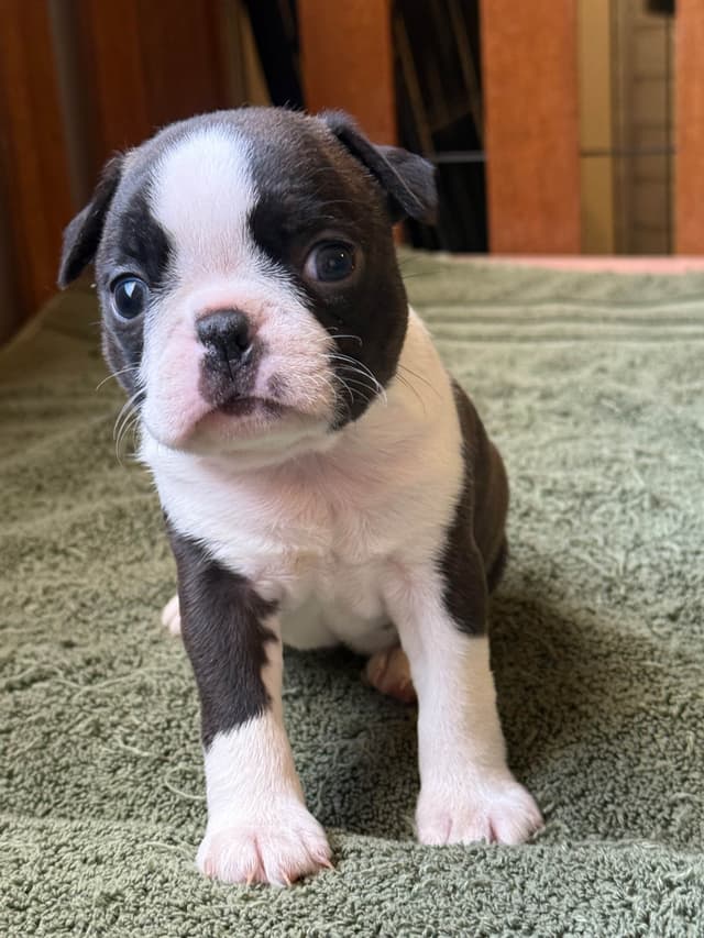 Boston Terrier Puppies media 10
