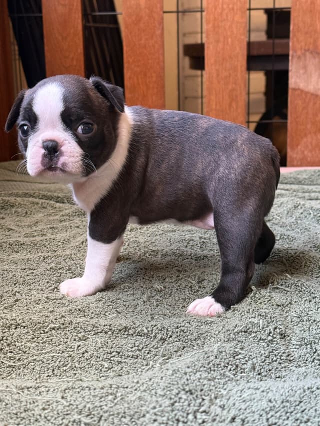 Boston Terrier Puppies media 13