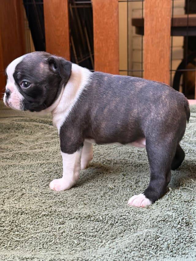 Boston Terrier Puppies media 14