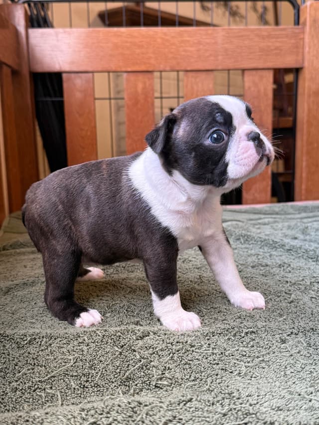 Boston Terrier Puppies media 15