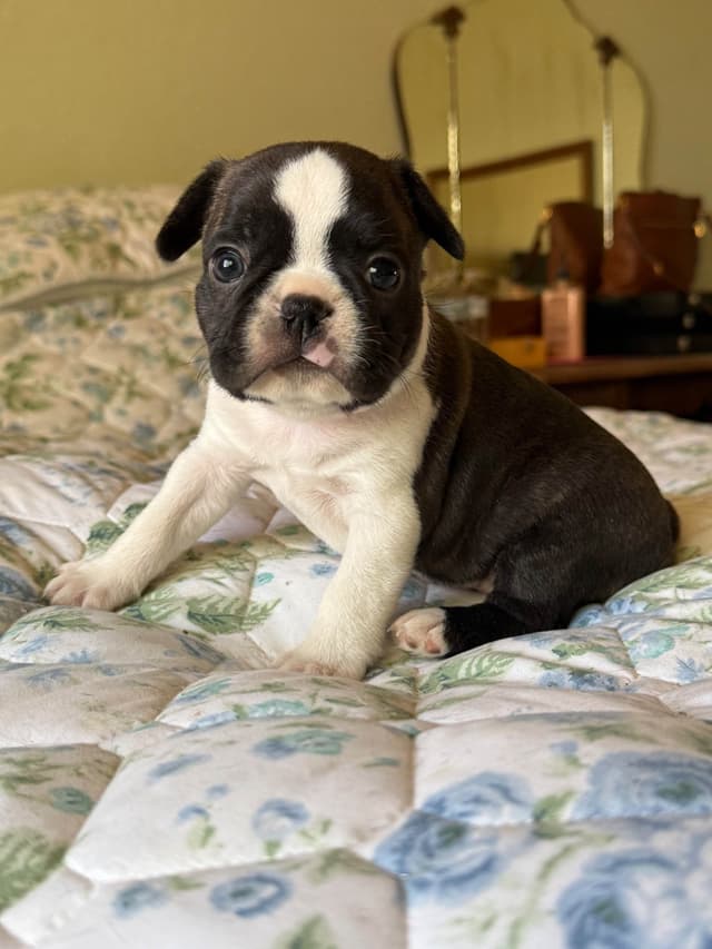 Boston Terrier Puppies media 16