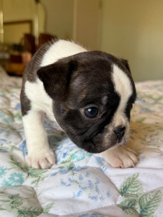Boston Terrier Puppies media 17