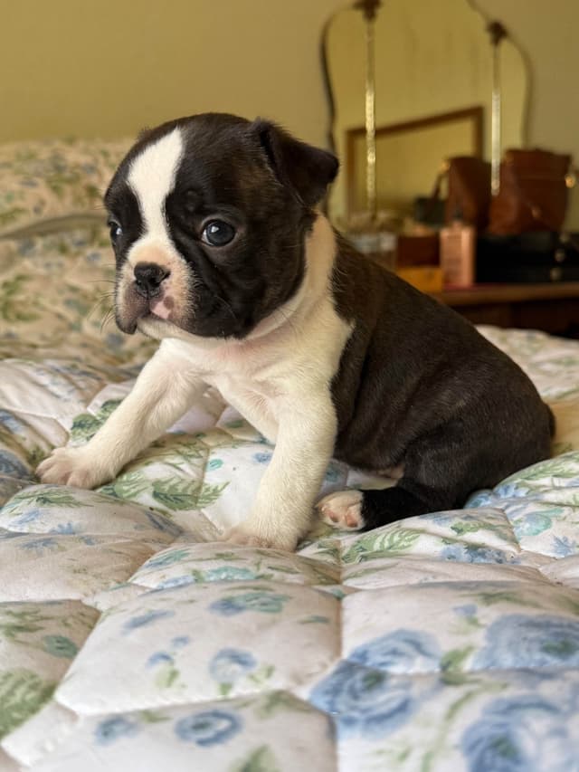 Boston Terrier Puppies media 18