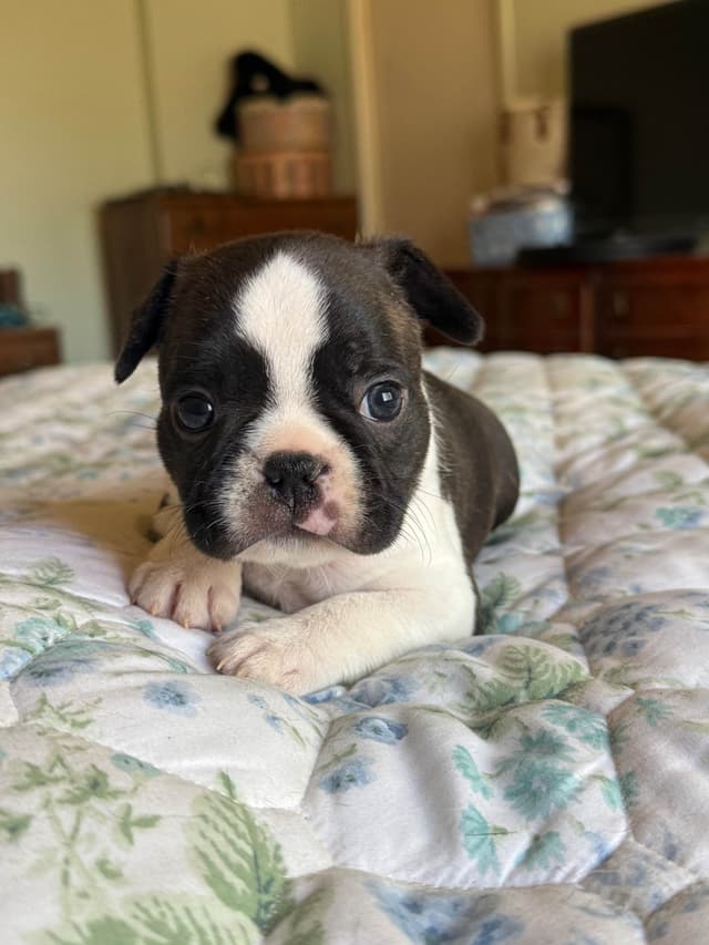 Boston Terrier Puppies media 19