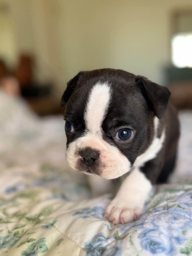 Boston Terrier Puppies media 5