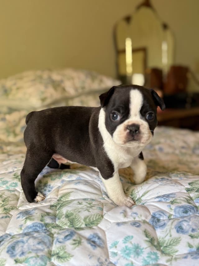 Boston Terrier Puppies media 7