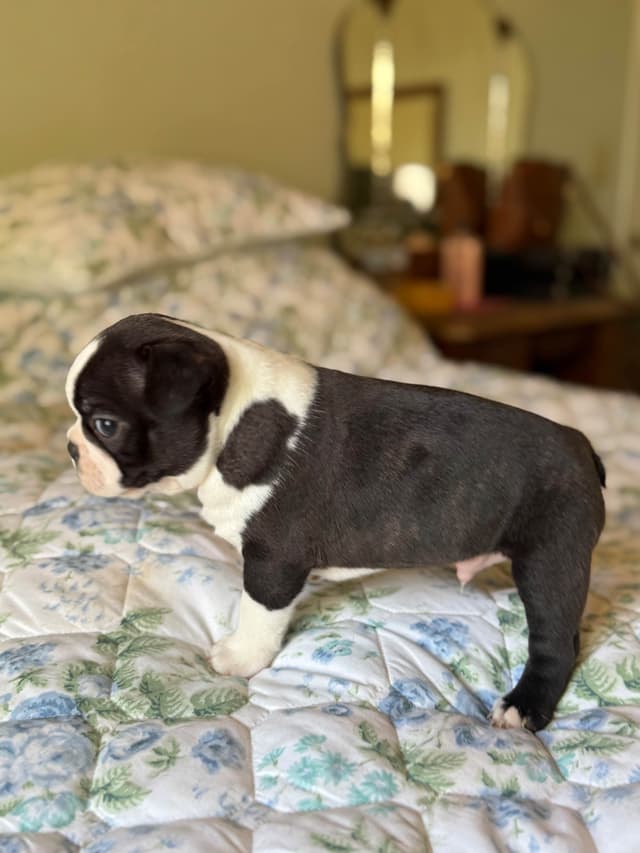 Boston Terrier Puppies media 8