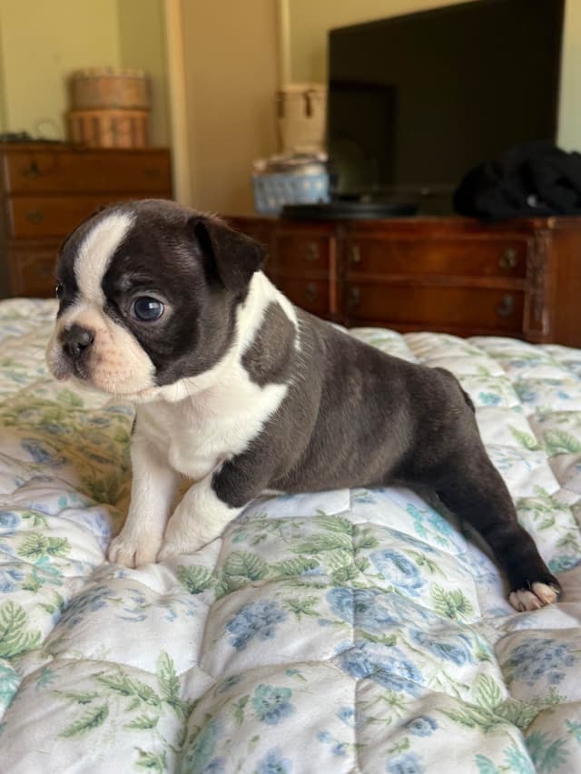Boston Terrier Puppies media 9