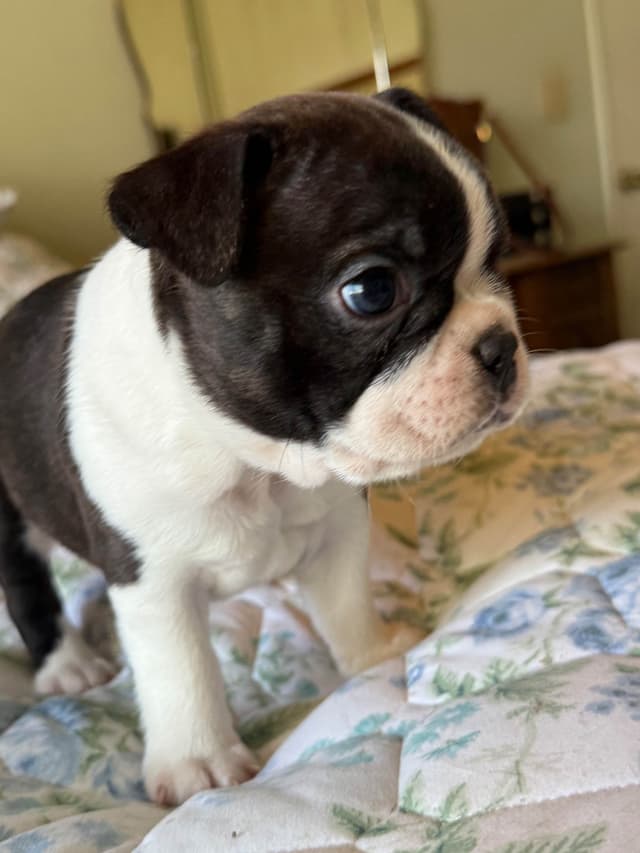 Boston Terrier Puppies media 10
