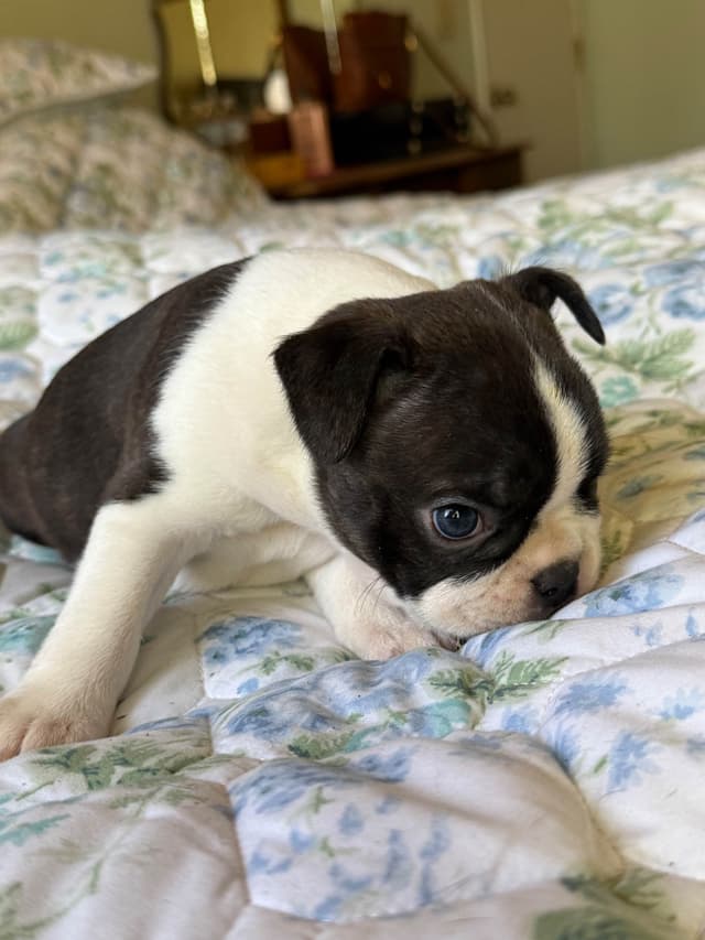 Boston Terrier Puppies media 13