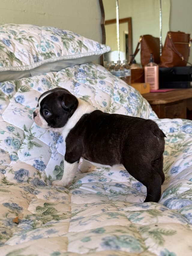 Boston Terrier Puppies media 14