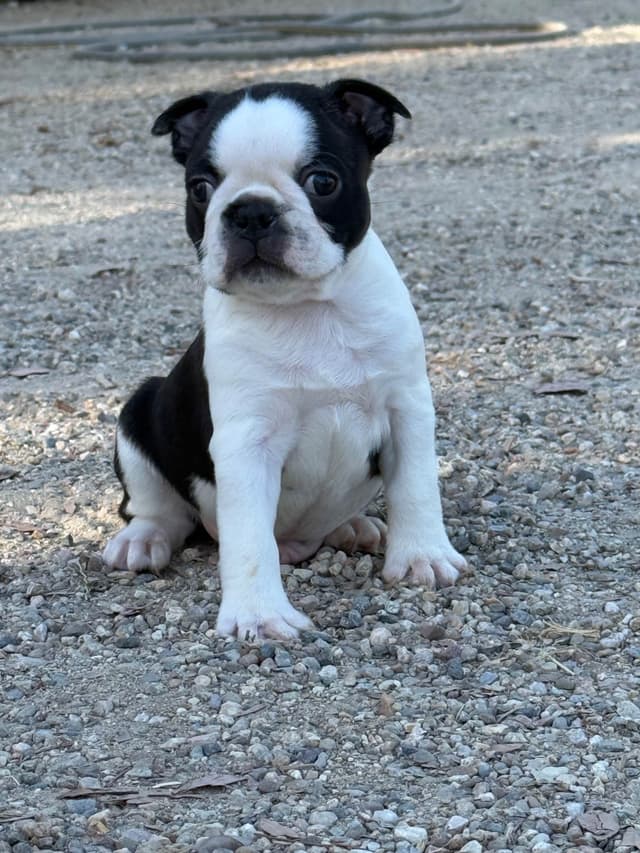 Boston Terrier Puppies media 7
