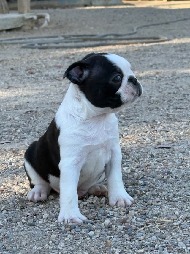 Boston Terrier Puppies media 8