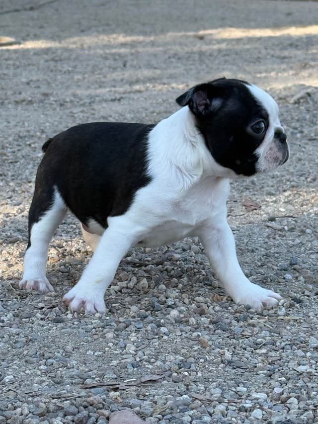 Boston Terrier Puppies media 10