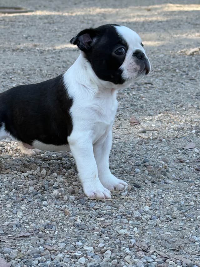 Boston Terrier Puppies media 11
