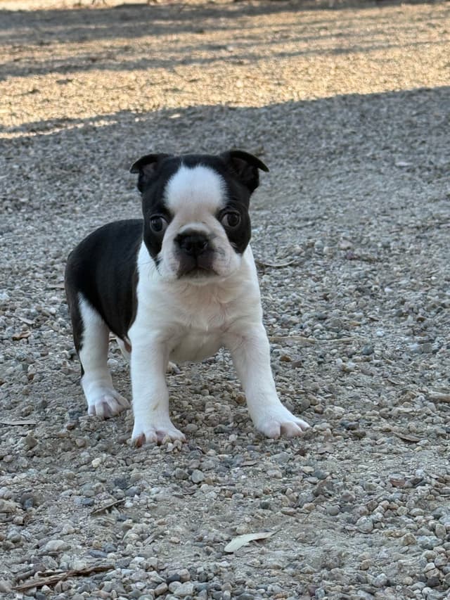 Boston Terrier Puppies media 9