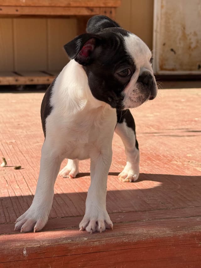 Boston Terrier Puppies media 5