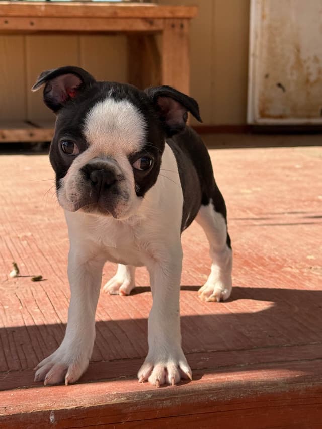 Boston Terrier Puppies media 2