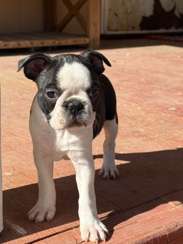 Boston Terrier Puppies media 3