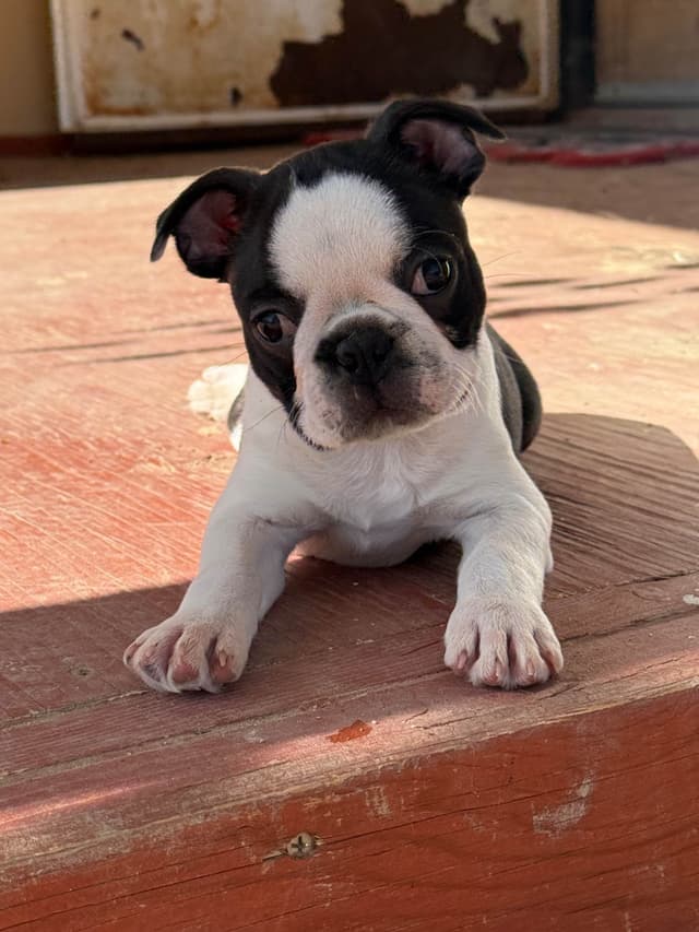 Boston Terrier Puppies media 6