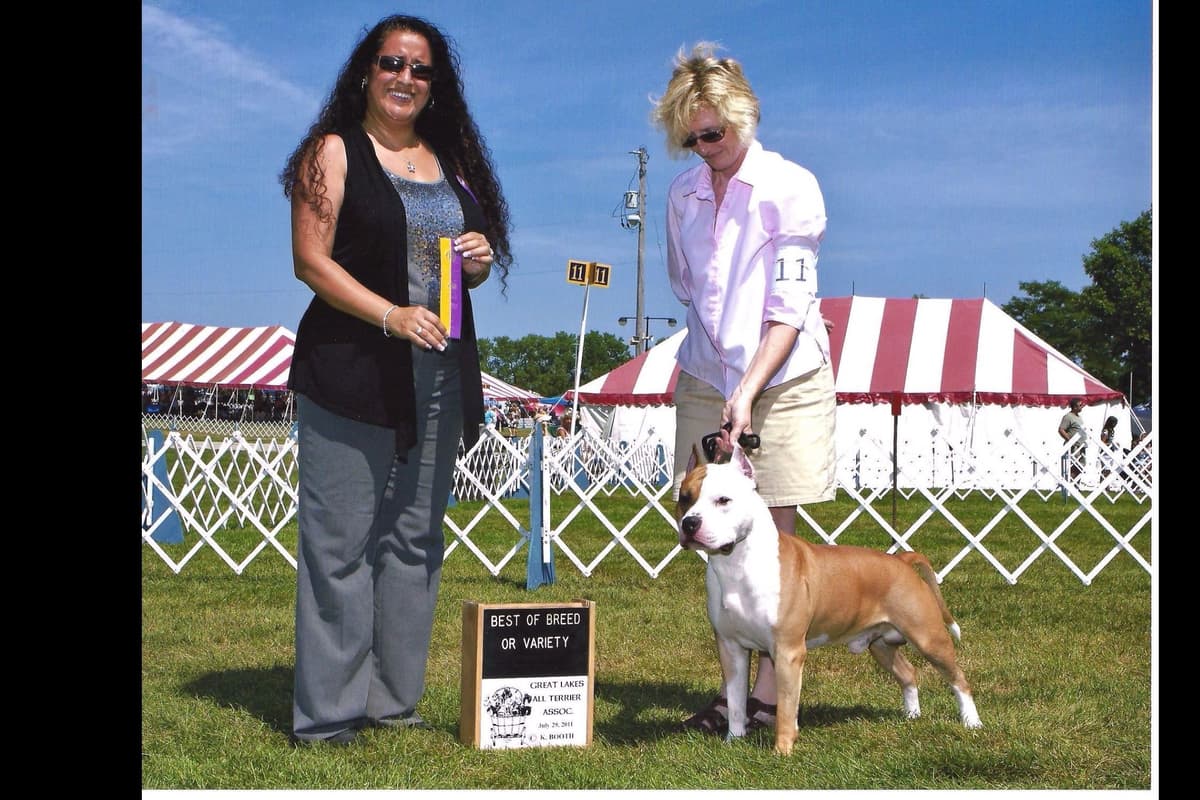 American Staffordshire Terrier Puppies - GrinNation Noble Amstafs breeder image 11
