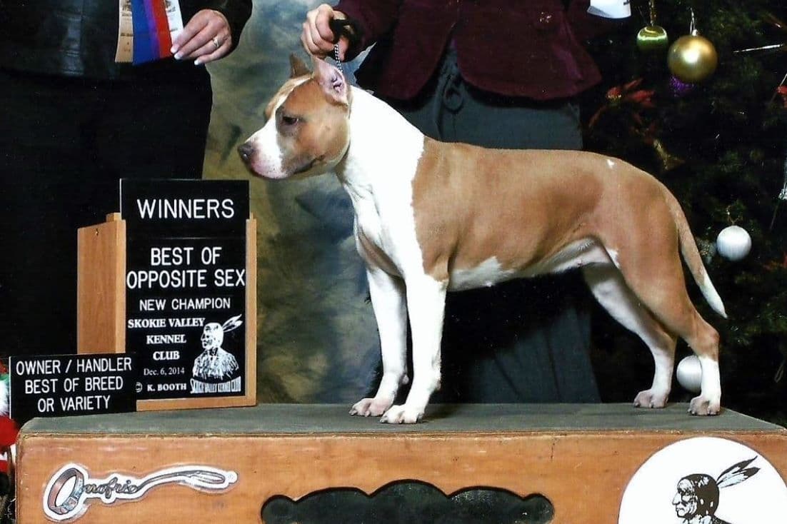American Staffordshire Terrier Puppies - GrinNation Noble Amstafs breeder image 9