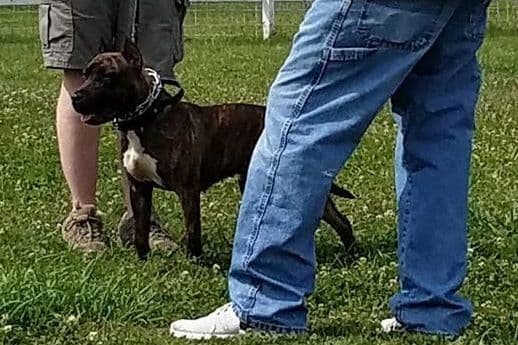 American Staffordshire Terrier Puppies - GrinNation Noble Amstafs breeder image 8