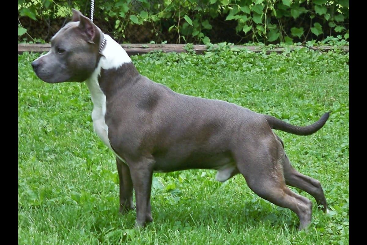 American Staffordshire Terrier Puppies - GrinNation Noble Amstafs breeder image 7
