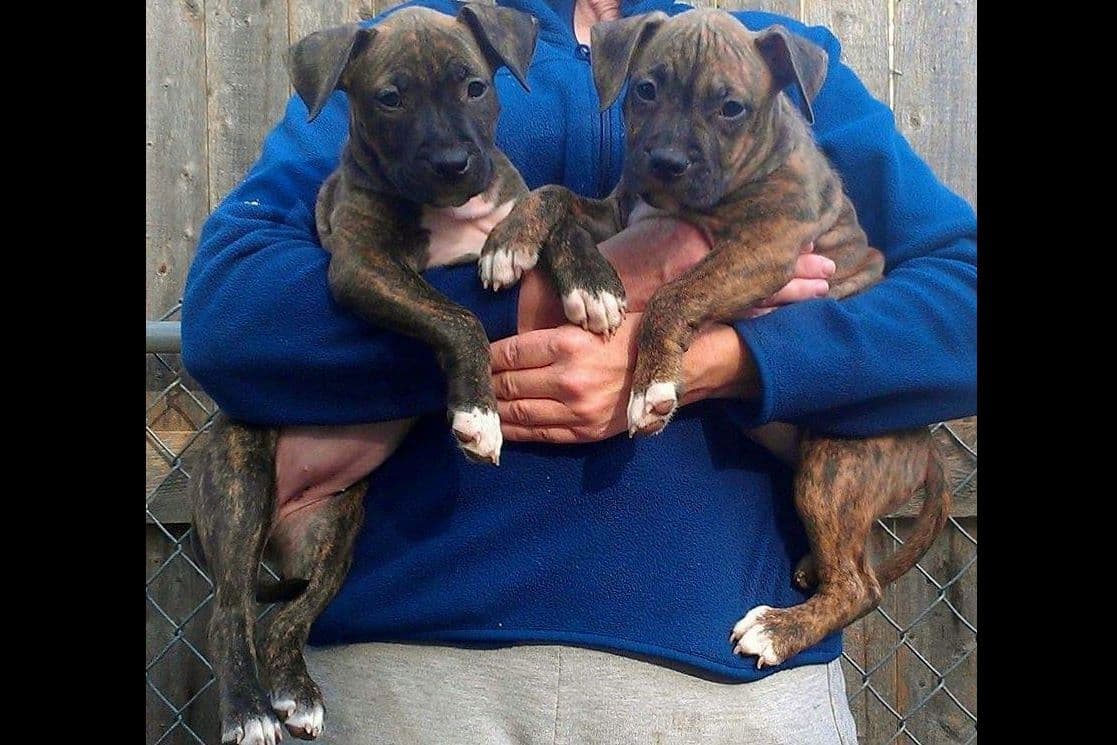 American Staffordshire Terrier Puppies - GrinNation Noble Amstafs breeder image 6