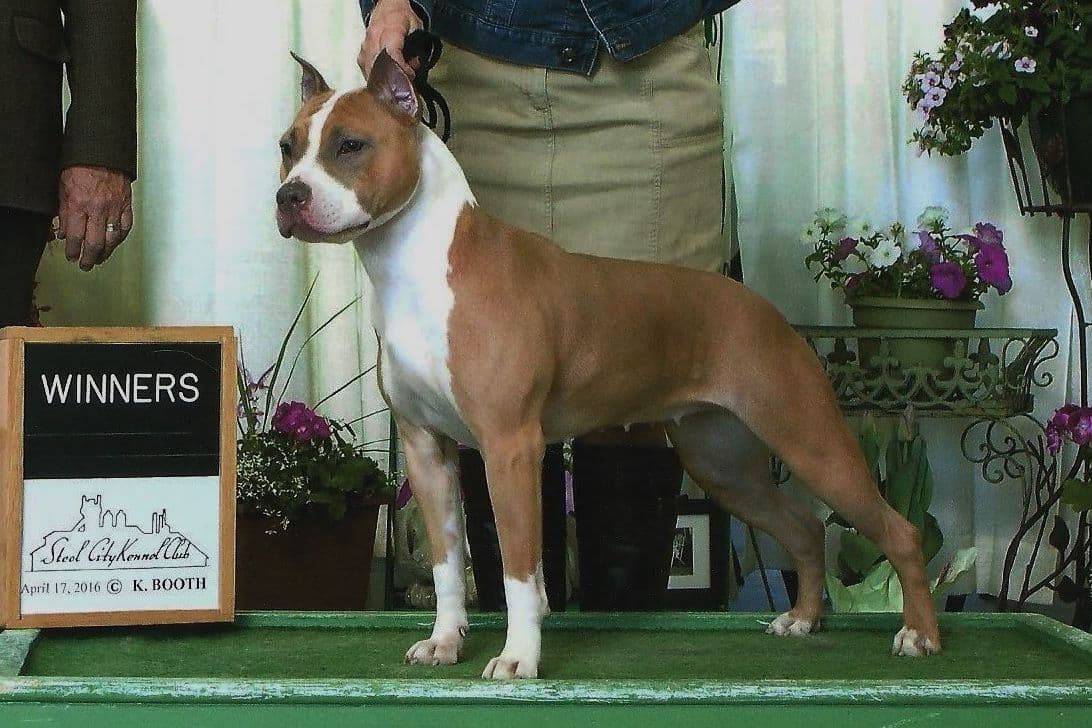 American Staffordshire Terrier Puppies - GrinNation Noble Amstafs breeder image 4
