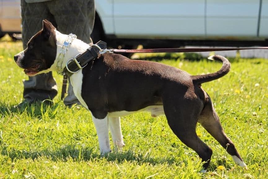 American Staffordshire Terrier Puppies - GrinNation Noble Amstafs breeder image 2