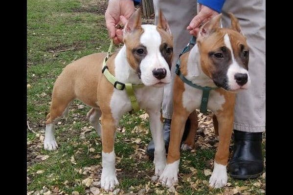 American Staffordshire Terrier Puppies - GrinNation Noble Amstafs breeder image 14