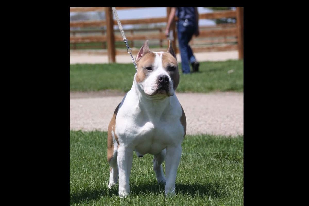 American Staffordshire Terrier Puppies - GrinNation Noble Amstafs breeder image 15