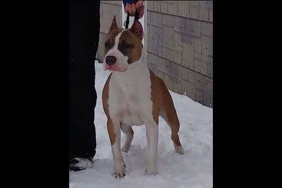 American Staffordshire Terrier Puppies - GrinNation Noble Amstafs breeder image 16