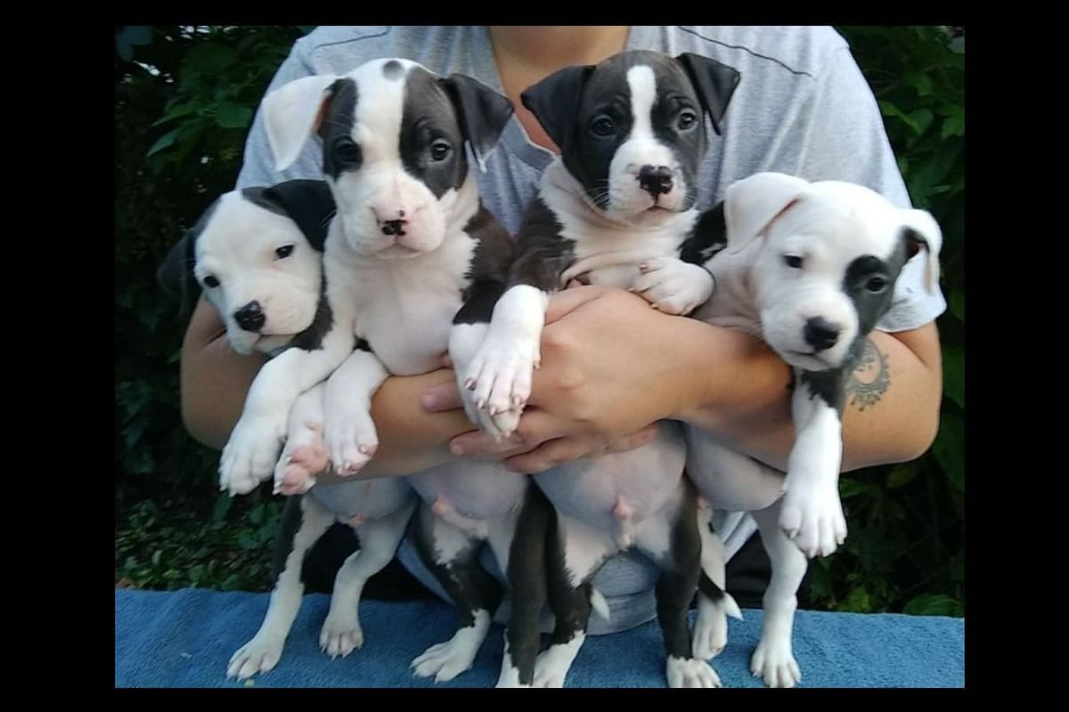 American Staffordshire Terrier Puppies - GrinNation Noble Amstafs breeder image 17