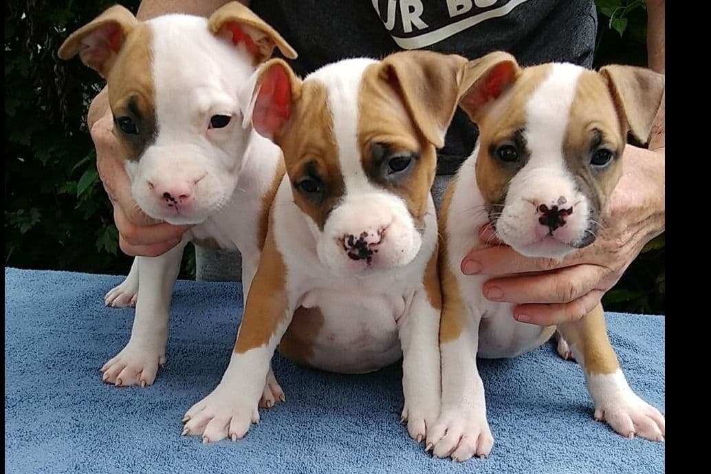American Staffordshire Terrier Puppies - GrinNation Noble Amstafs breeder image 18