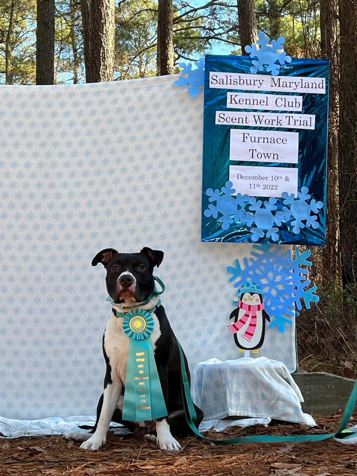 American Staffordshire Terrier Puppies - GrinNation Noble Amstafs breeder image 21