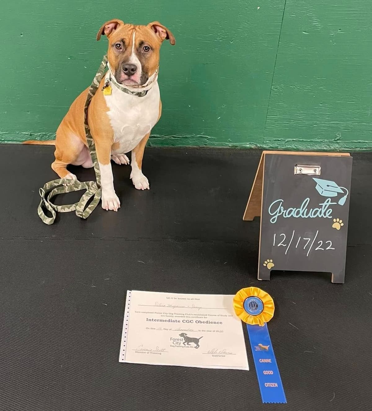 American Staffordshire Terrier Puppies - GrinNation Noble Amstafs breeder image 25